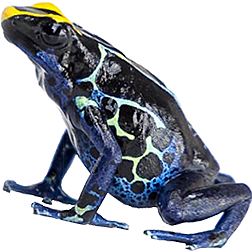 Alalapadu Cobalt